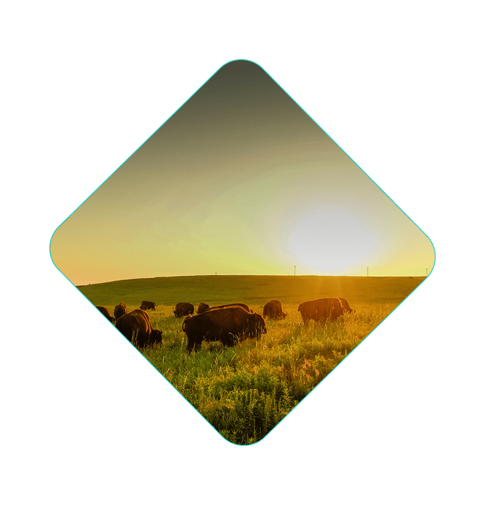 open valley filed with buffalo roaming around during sunset