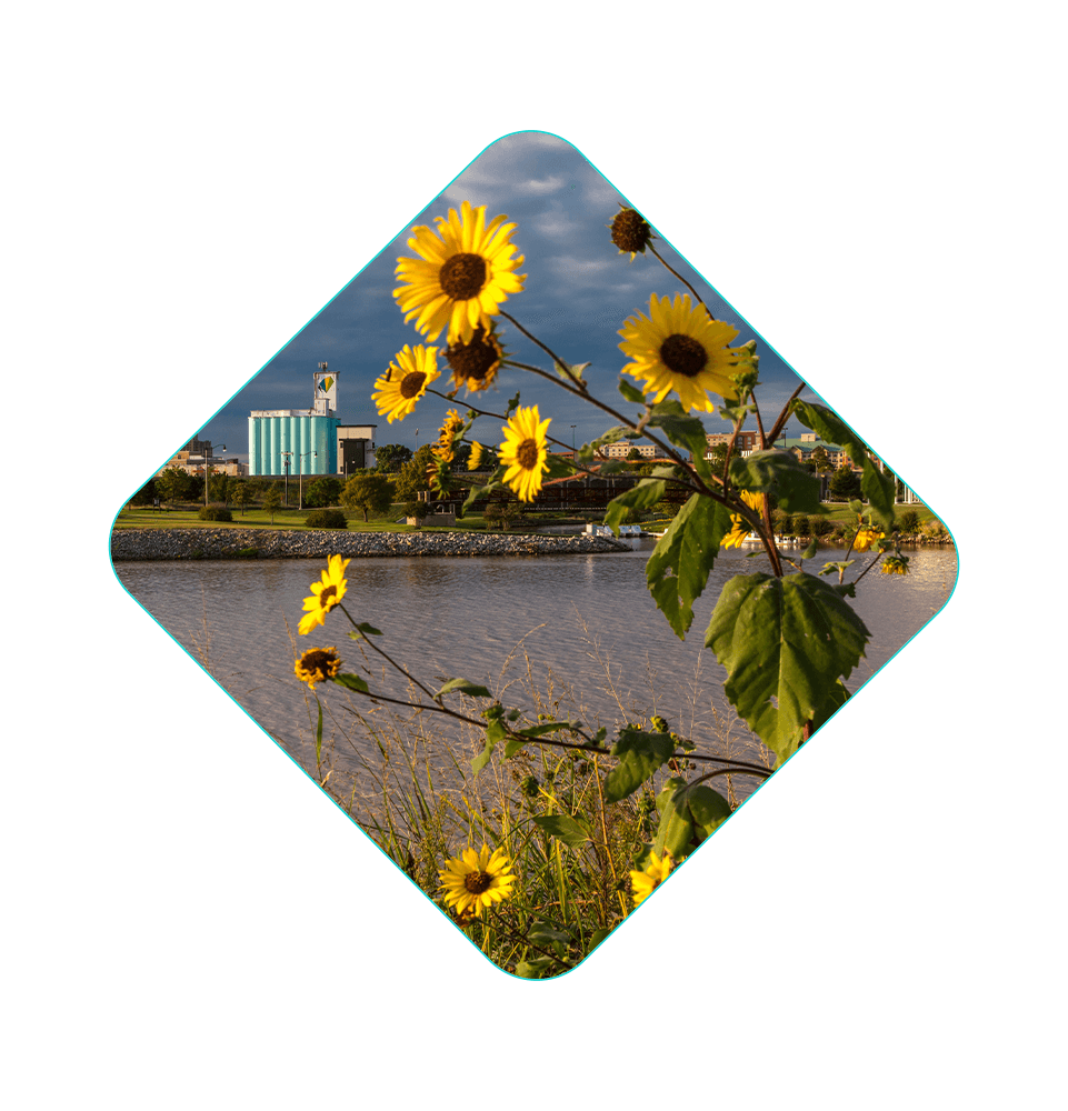 close up of flowers in a open field with a lake in the background